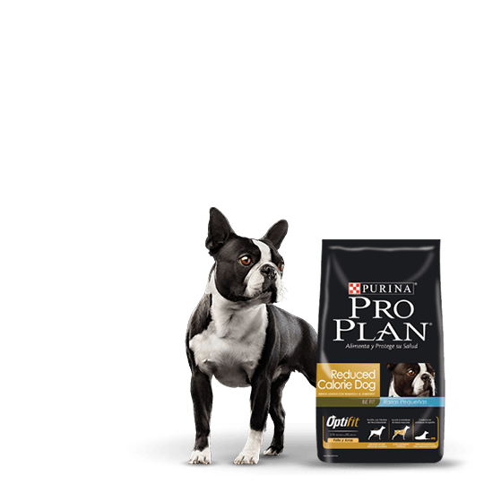 Purina Проплан для французского бульдога. Корм Purina Pro Plan французский бульдог. Корм Пурина Purina Pro Plan французский бульдог. Проплан для щенков французского бульдога.