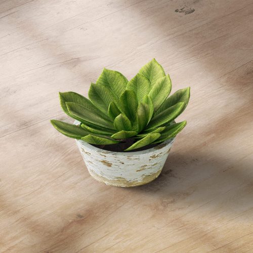 EverGlow Plants
